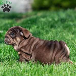 Chanel Cocoa, English Bulldog Puppy